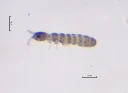 : Archisotoma theae.