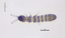 : Archisotoma theae.