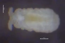 : Micranurida granulata.