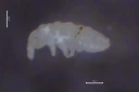: Micranurida granulata.