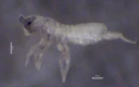: Tomocerina minuta.