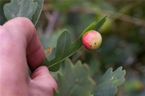 : Cynips quercusfolii.