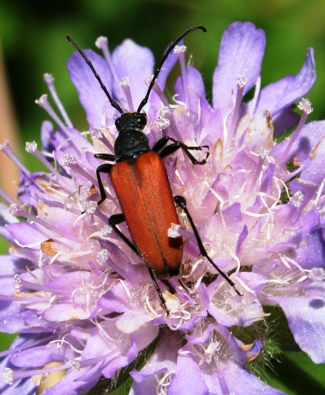 : Anastrangalia sanguinolenta.