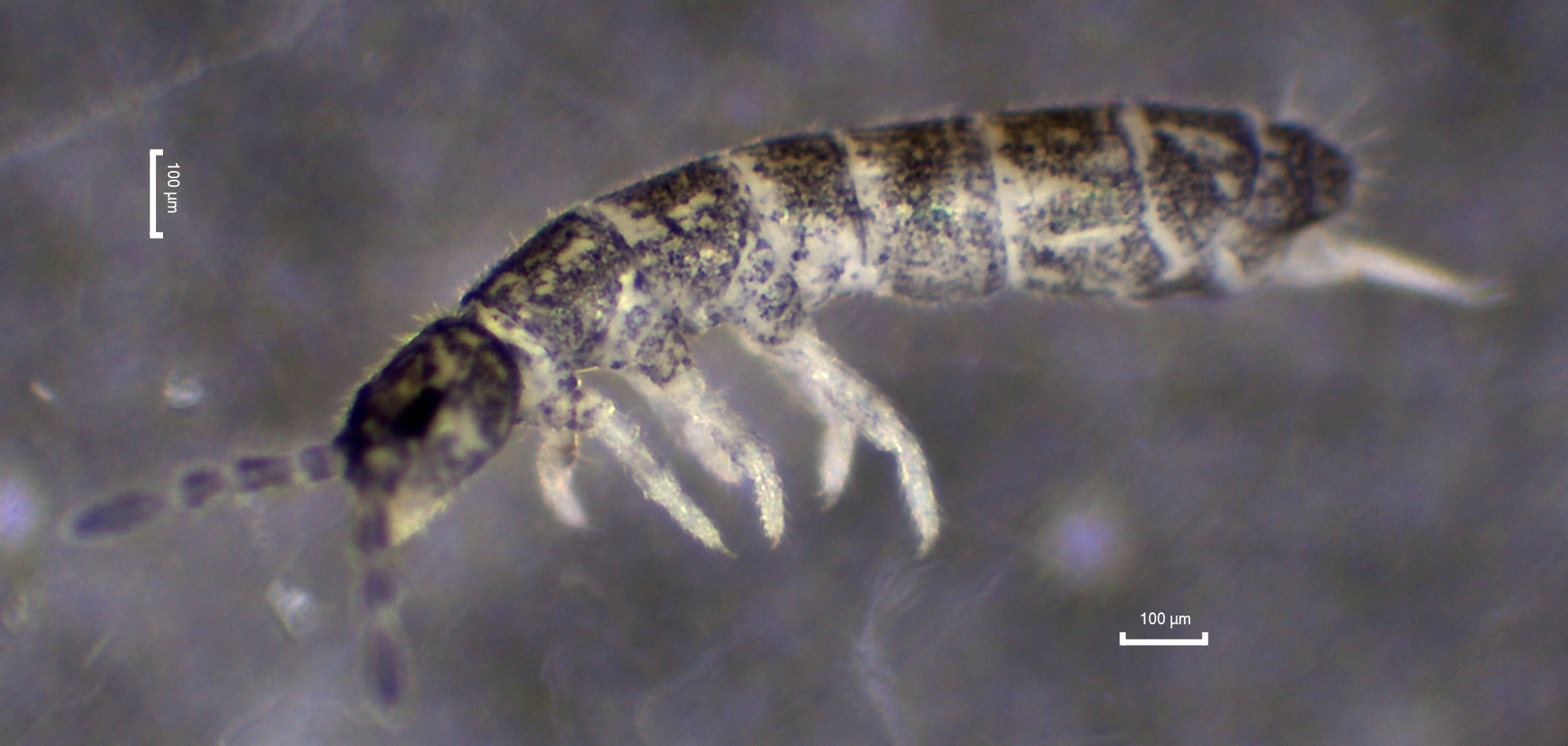 : Vertagopus cinereus.