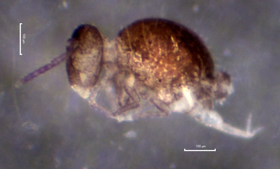 : Arrhopalites principalis.