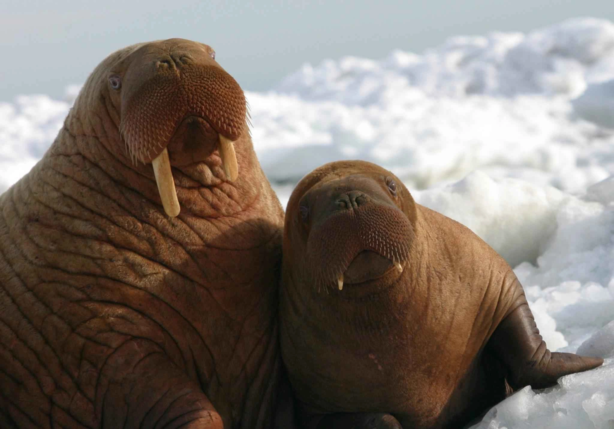 : Odobenus rosmarus.