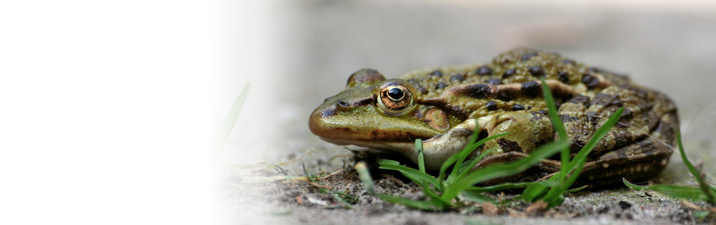 : Pelophylax ridibundus.