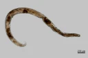 : Prionchulus kralli .