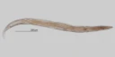 : Plectus parietinus.