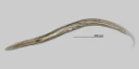: Plectus cirratus .