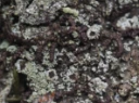 : Rinodina isidioides.