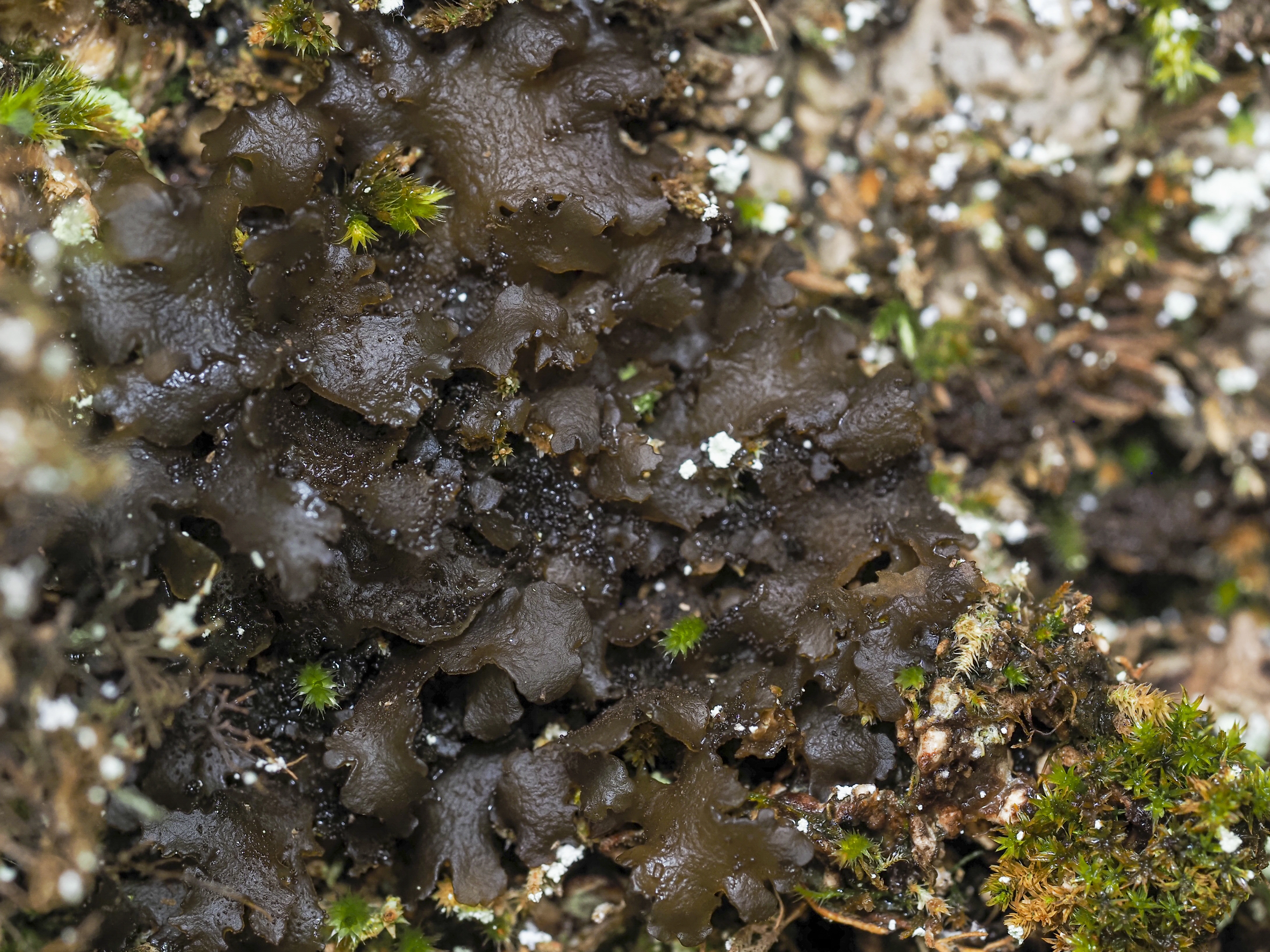 : Leptogium hibernicum.