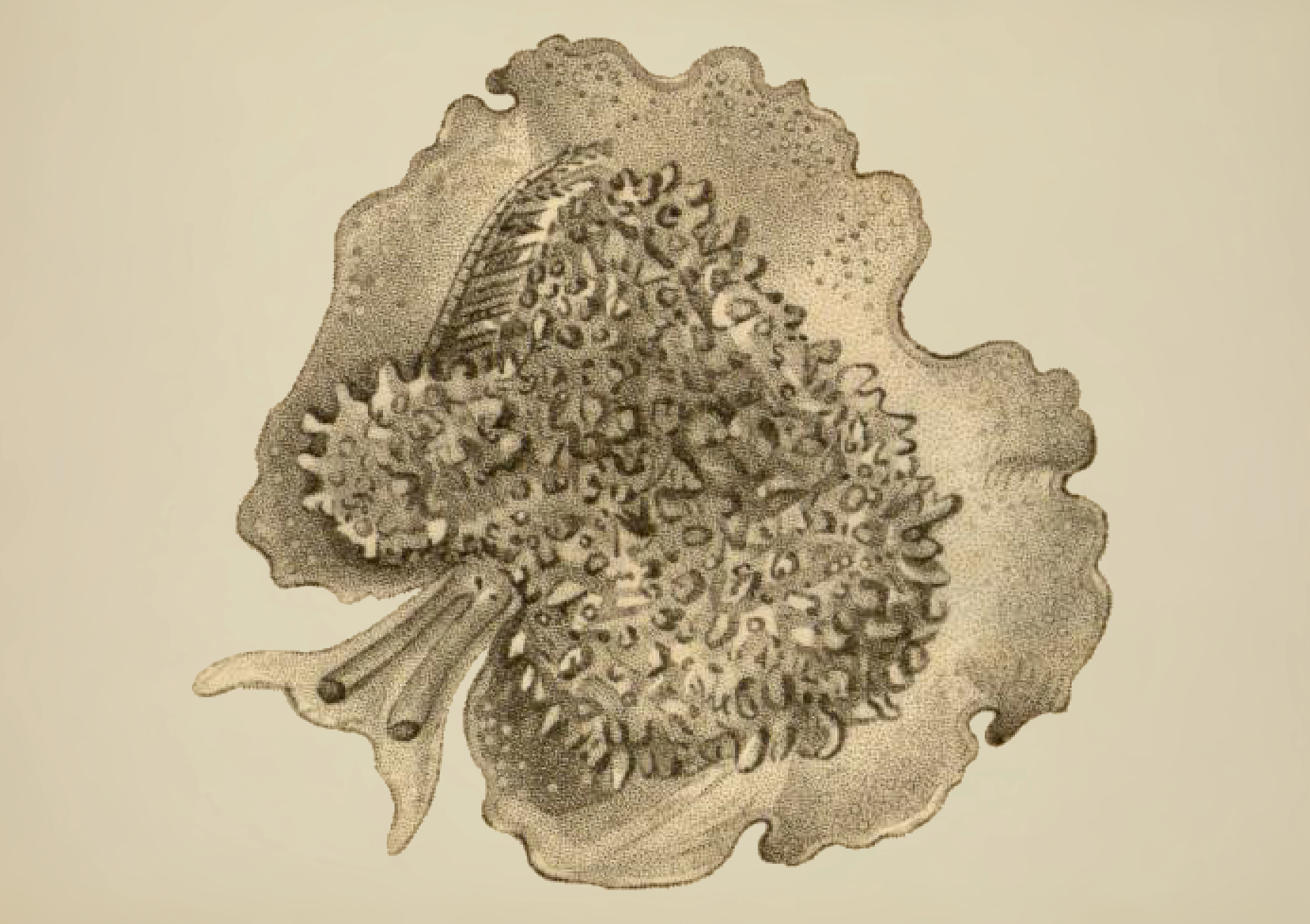 : Pleurobranchus membranaceus.