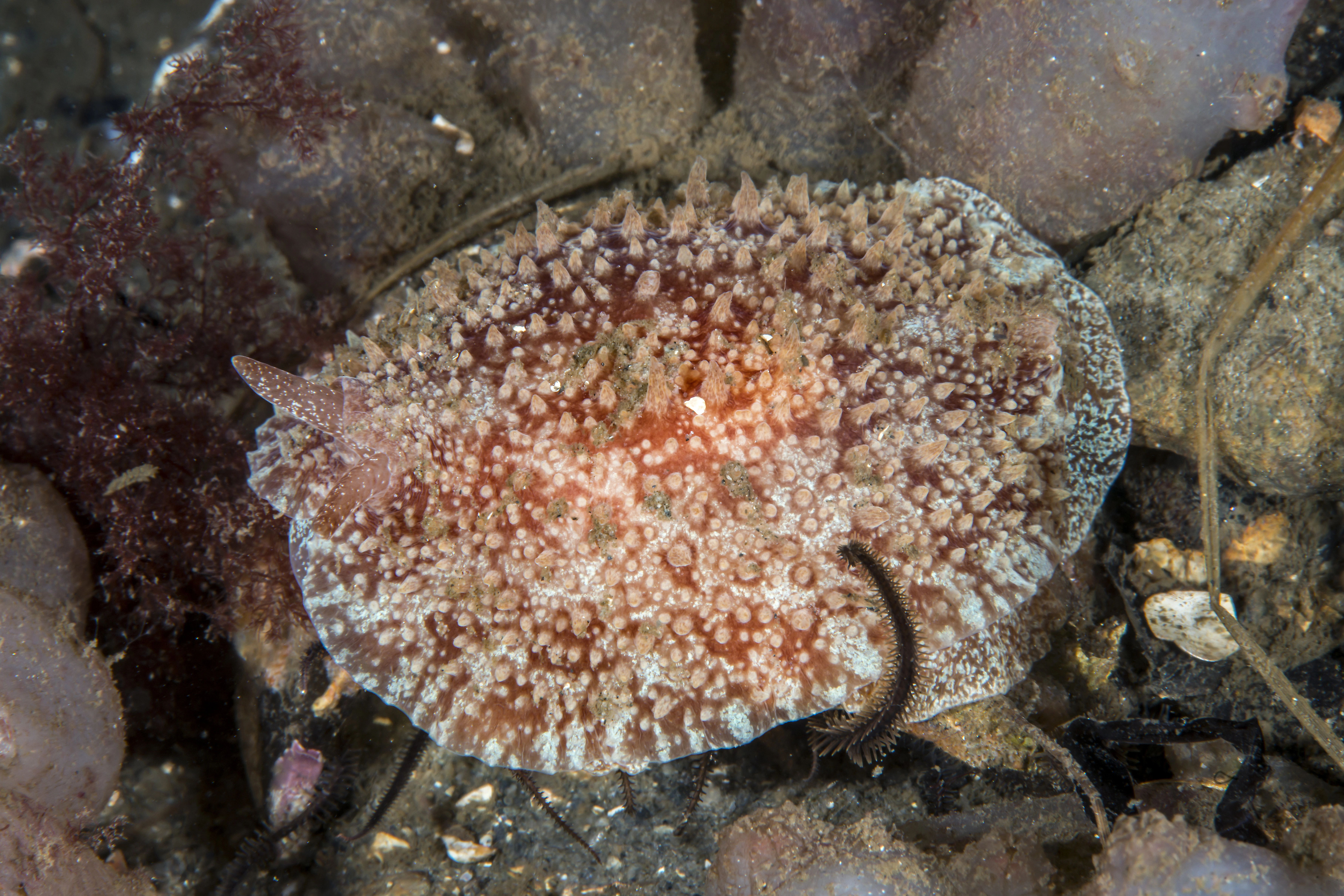 : Pleurobranchus membranaceus.