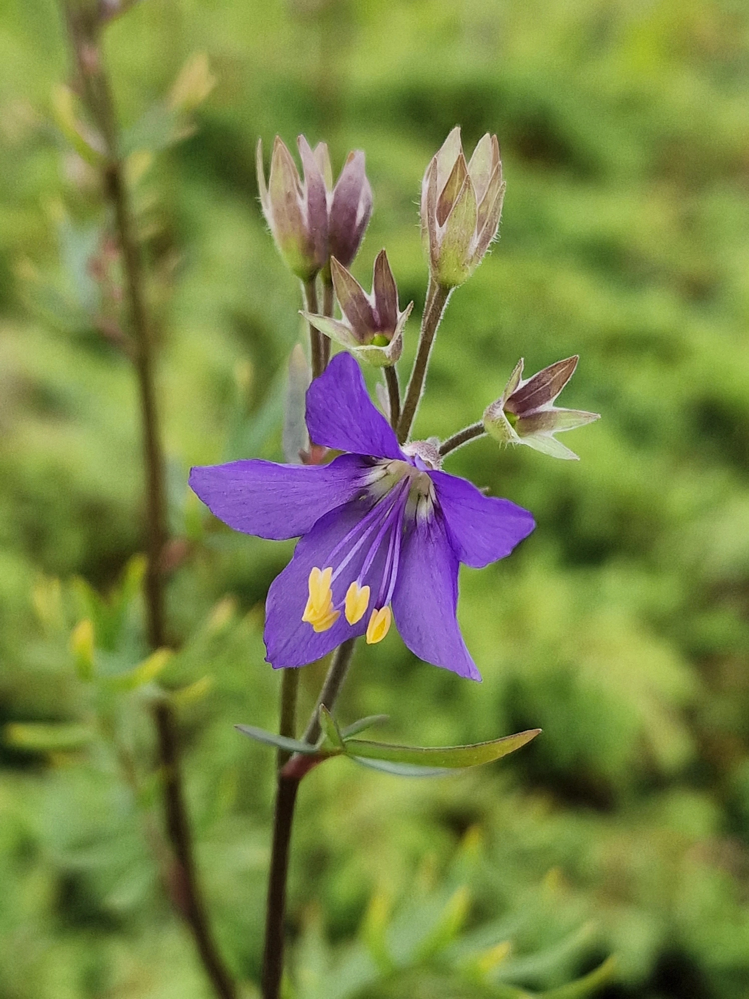 : Polemonium caeruleum.