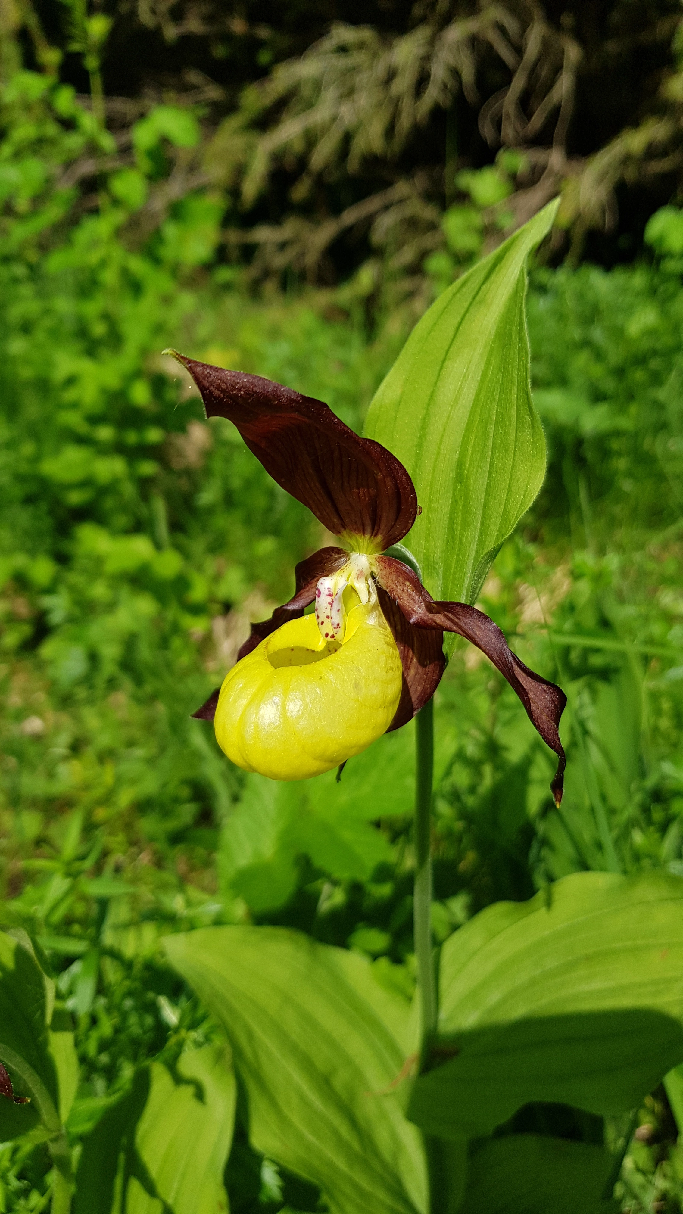 : Cypripedium calceolus.