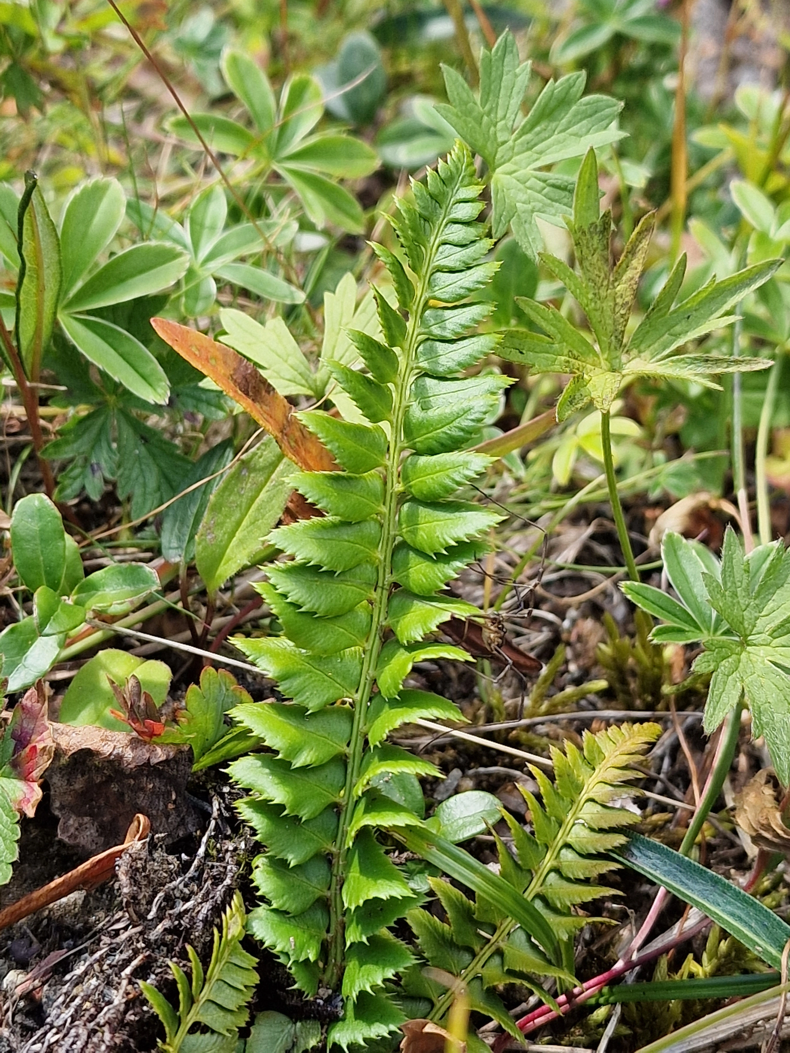 : Polystichum lonchitis.