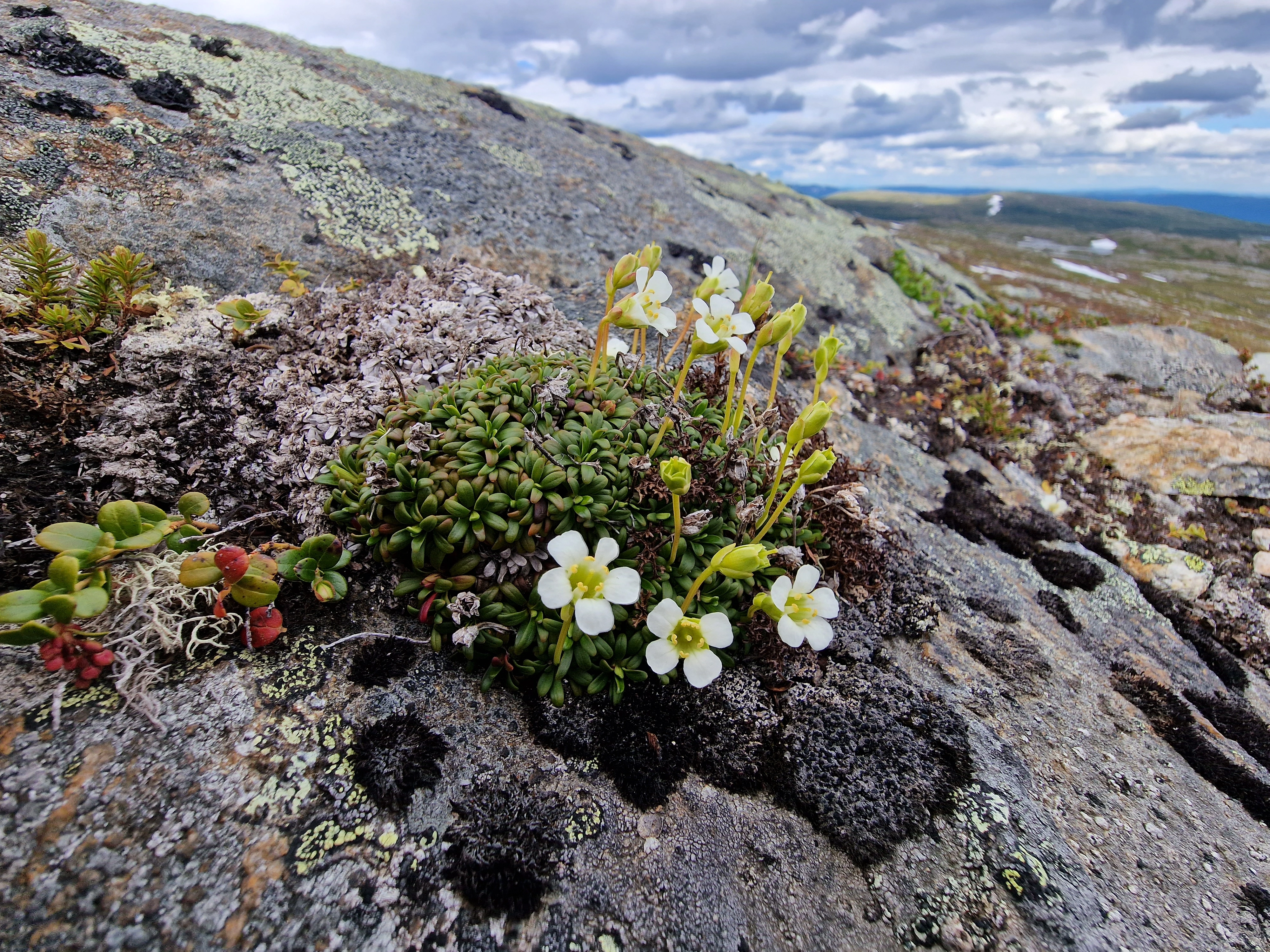 : Diapensia lapponica.