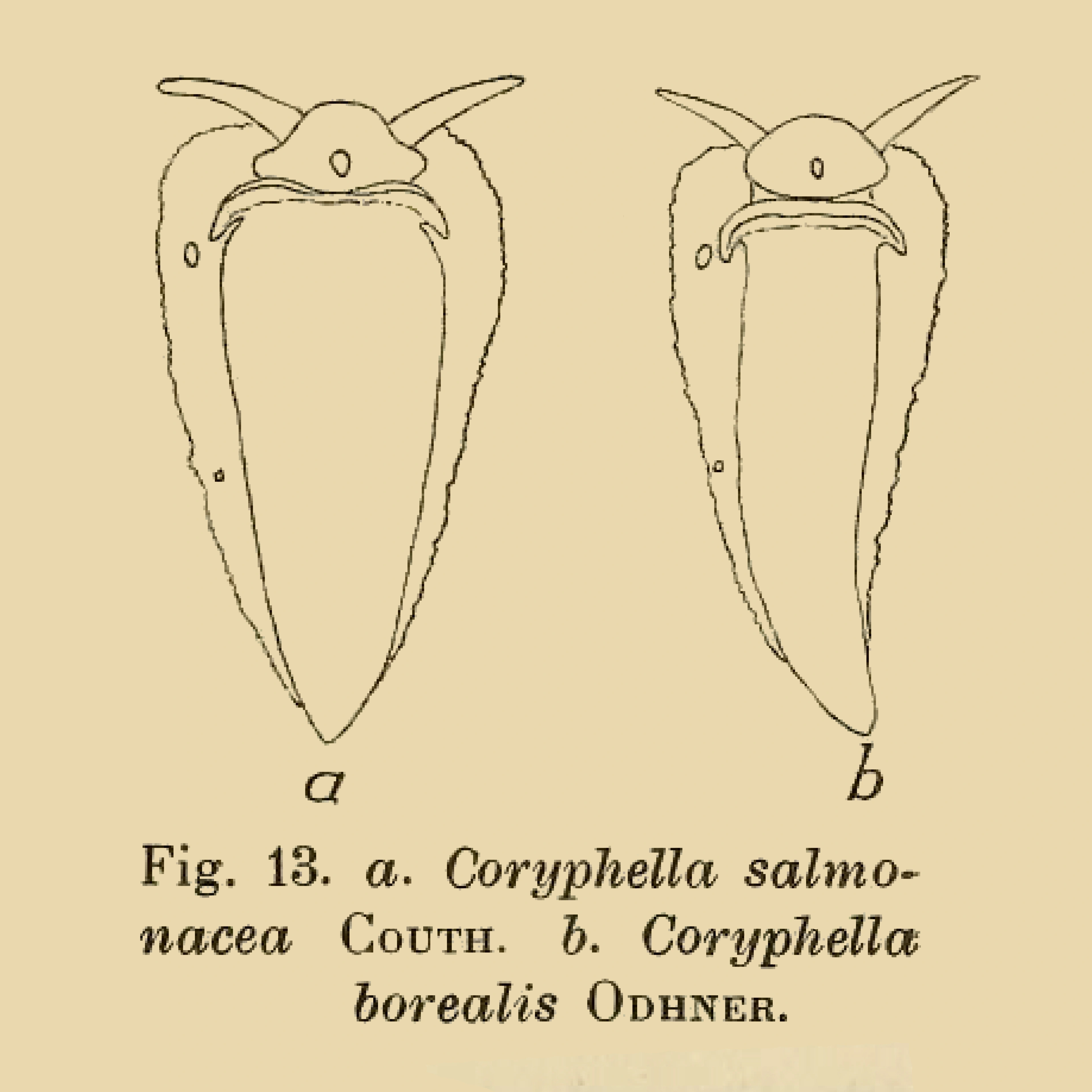 : Coryphella borealis.