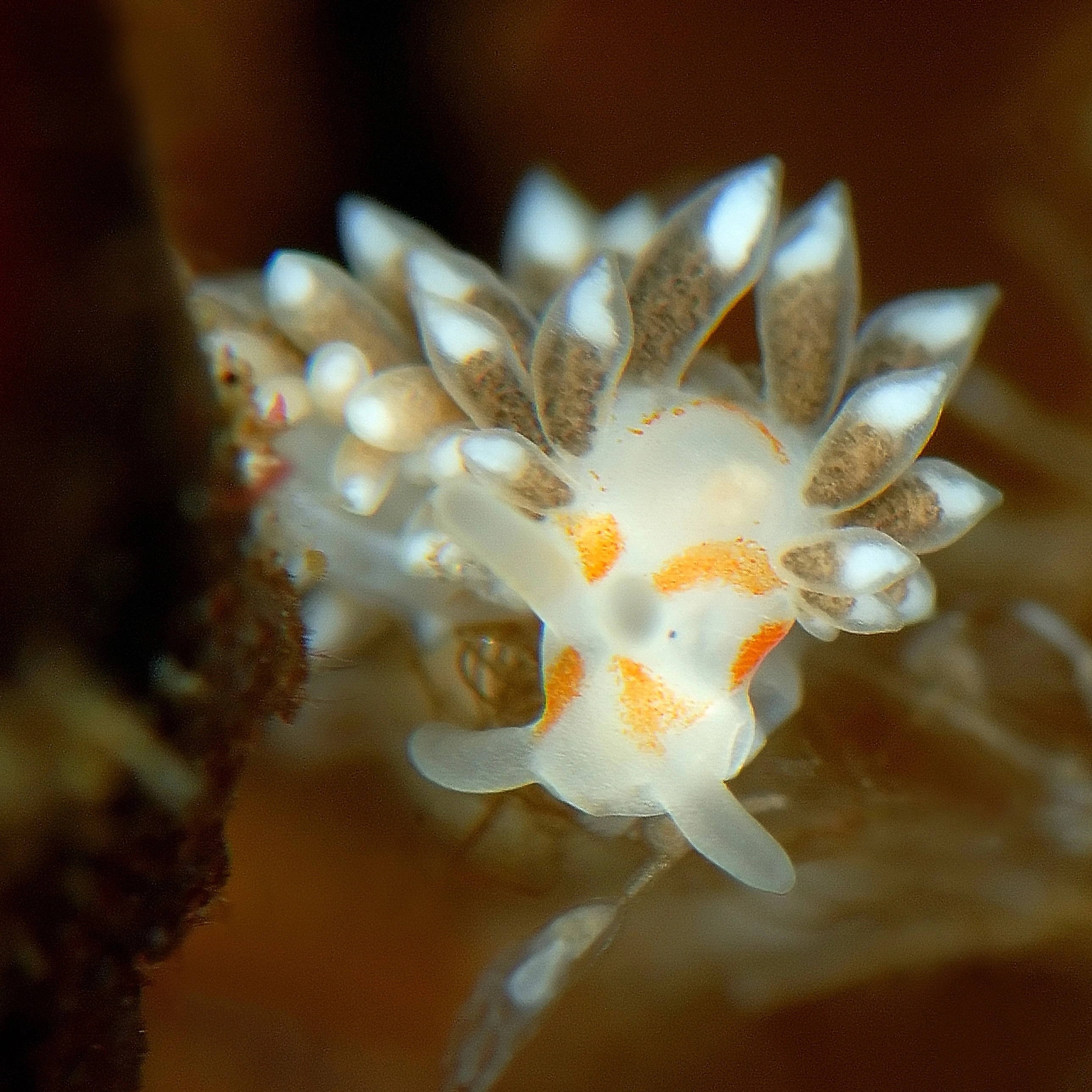 : Trinchesia foliata.