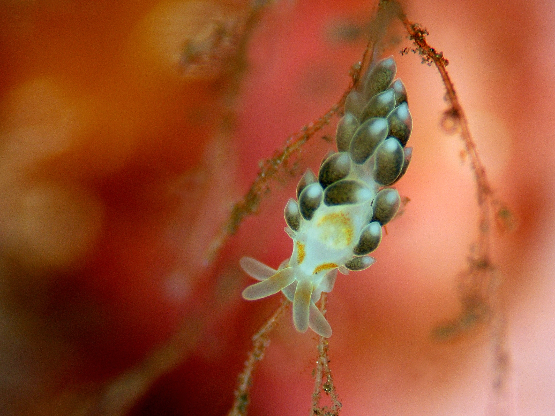 : Trinchesia foliata.