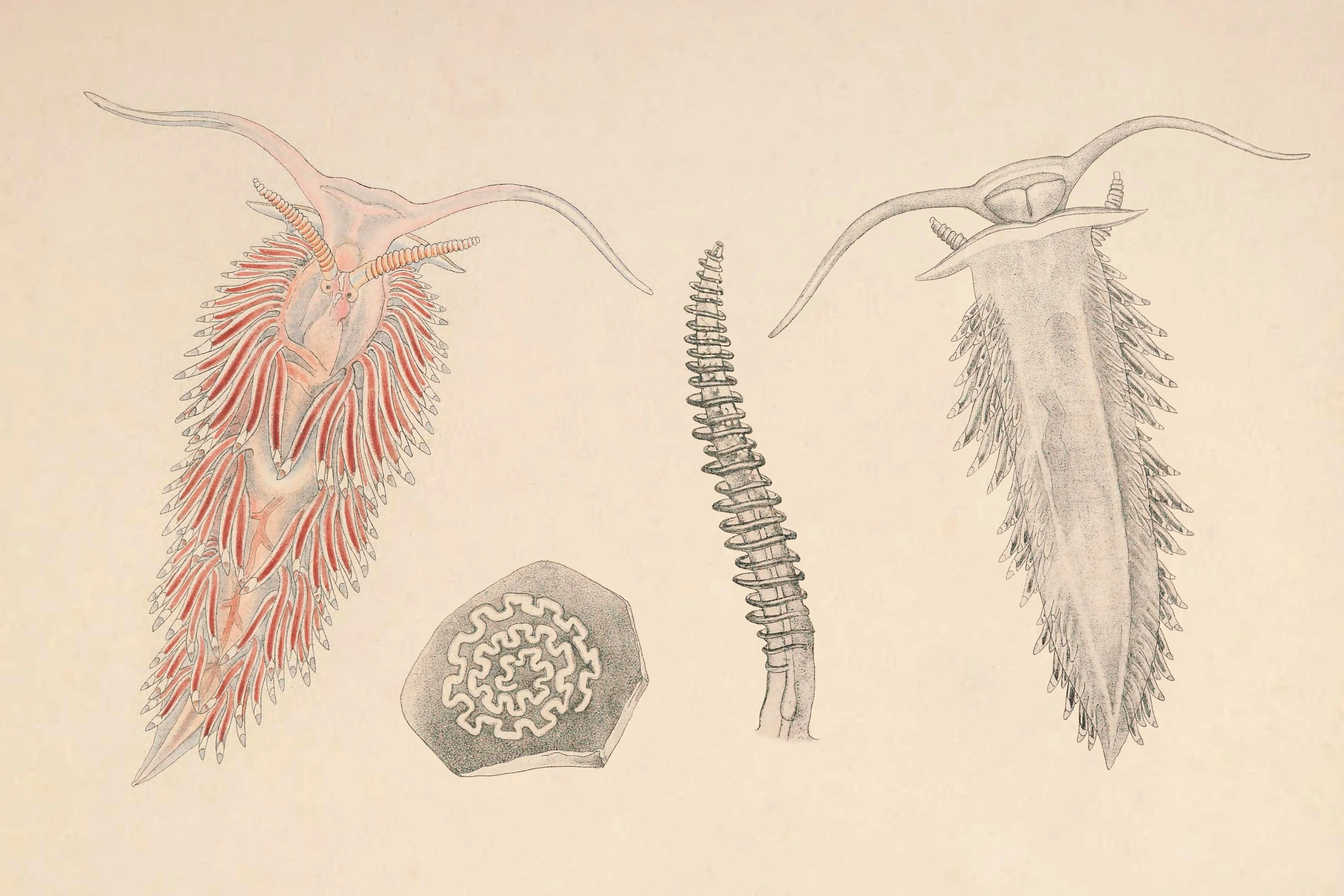 : Facelina bostoniensis.