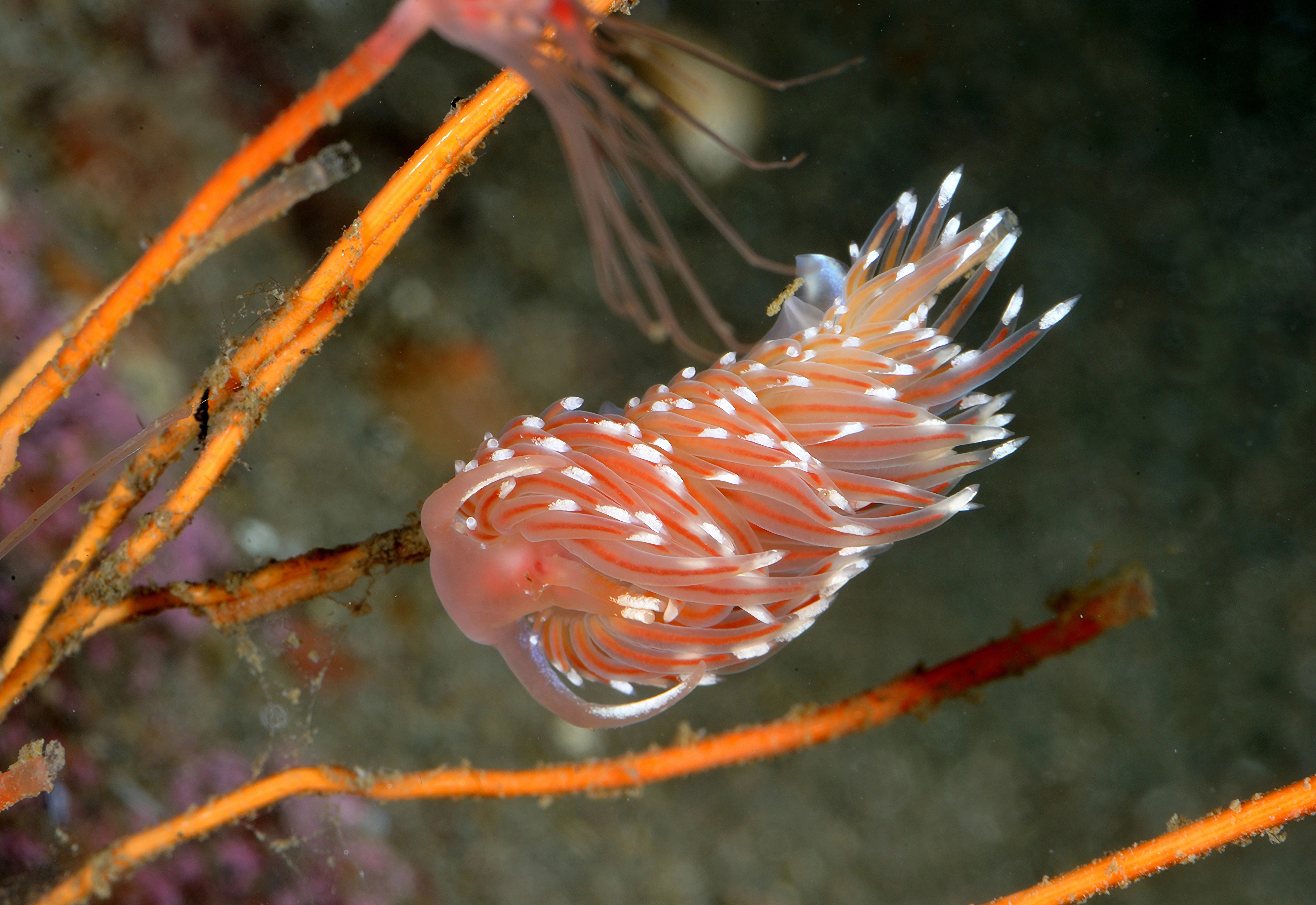 : Facelina bostoniensis.