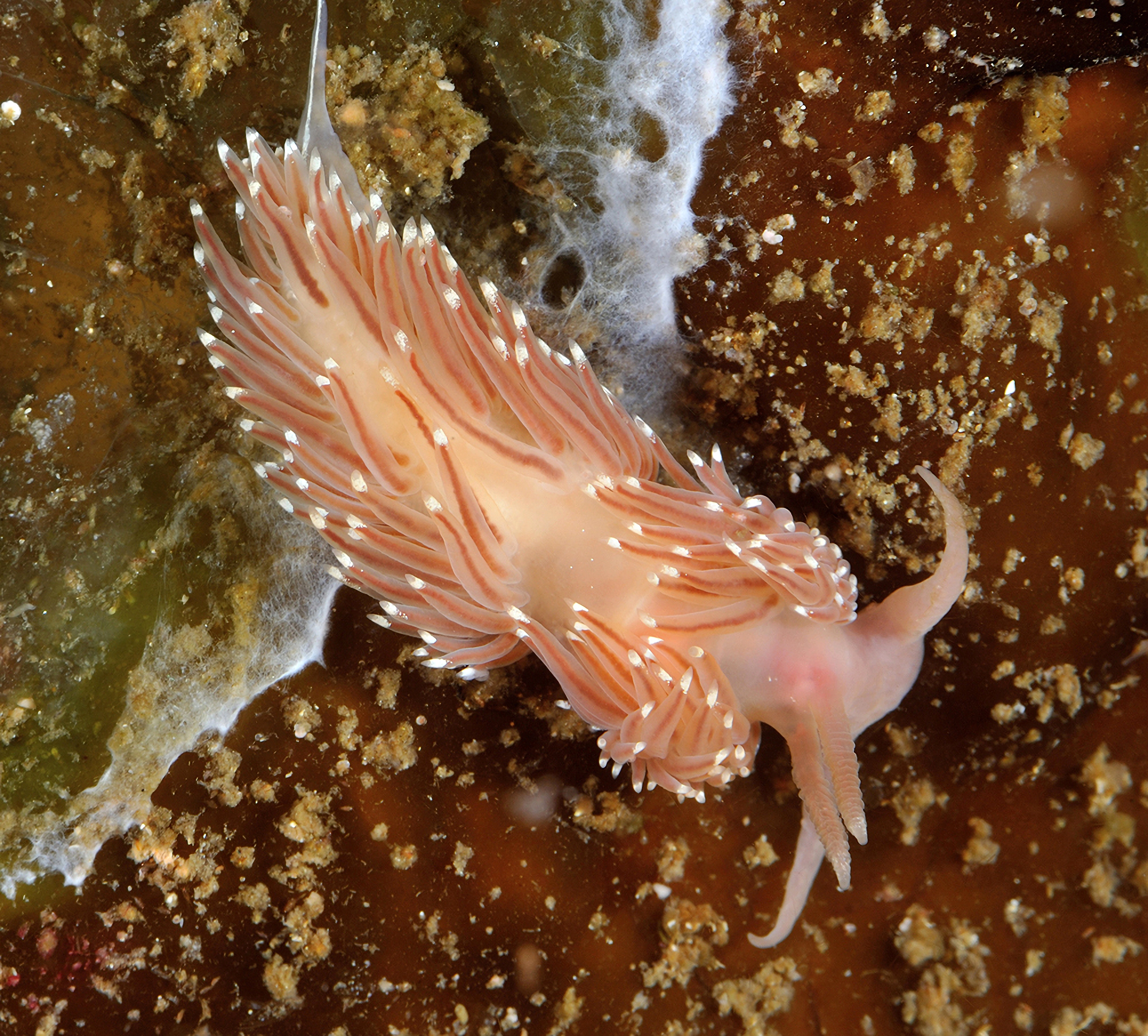 : Facelina bostoniensis.