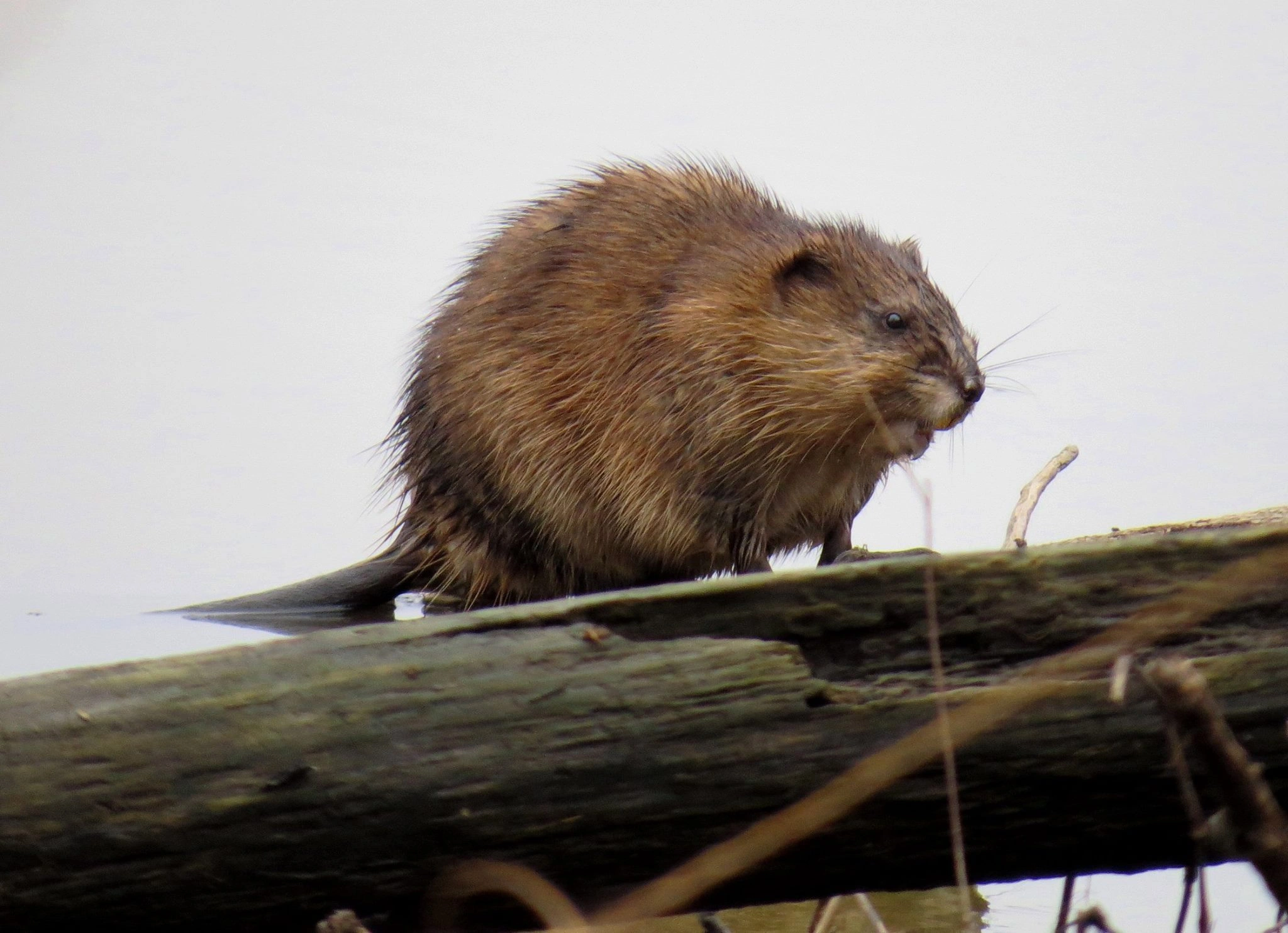 : Ondatra zibethicus.