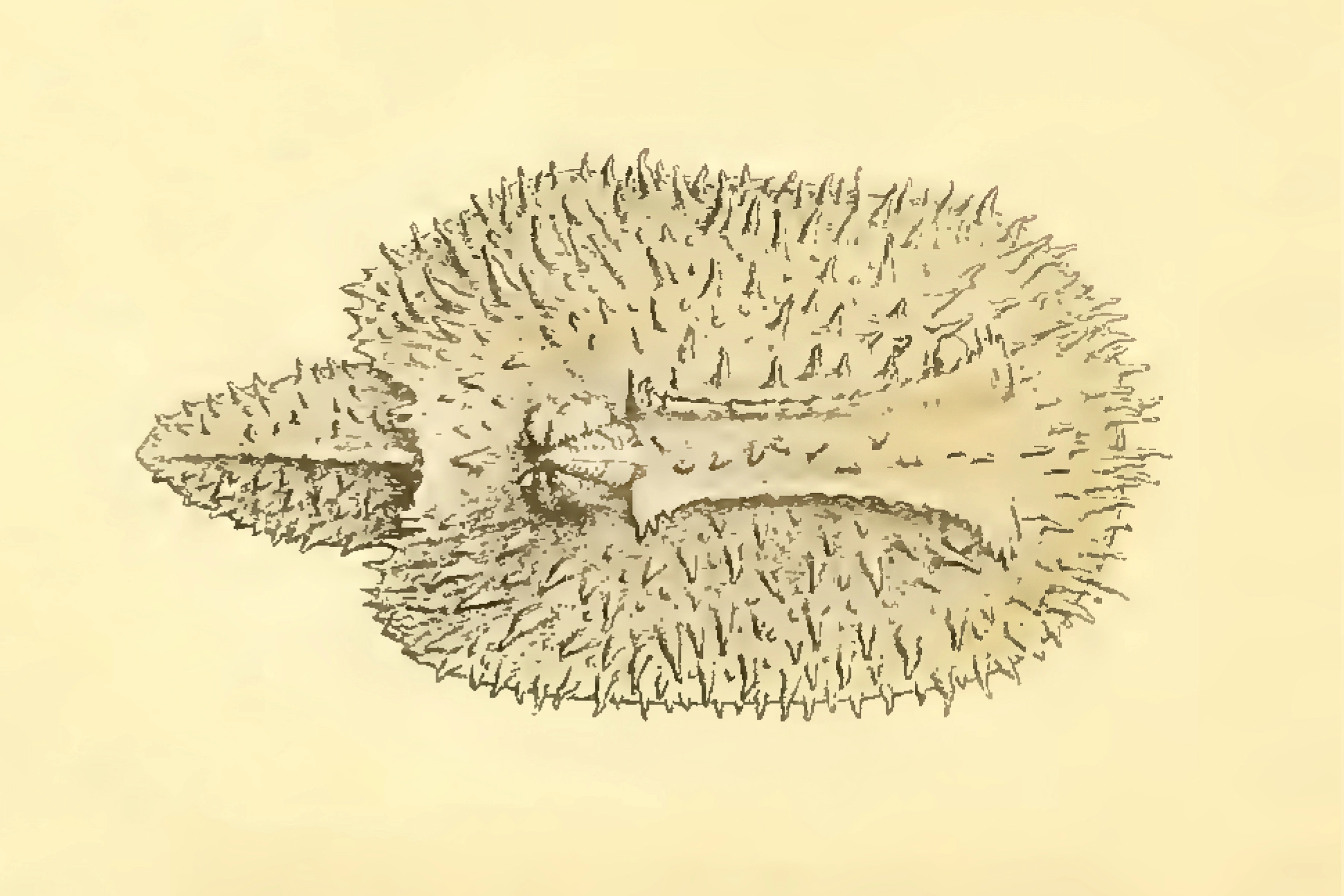 : Doridunculus echinulatus.