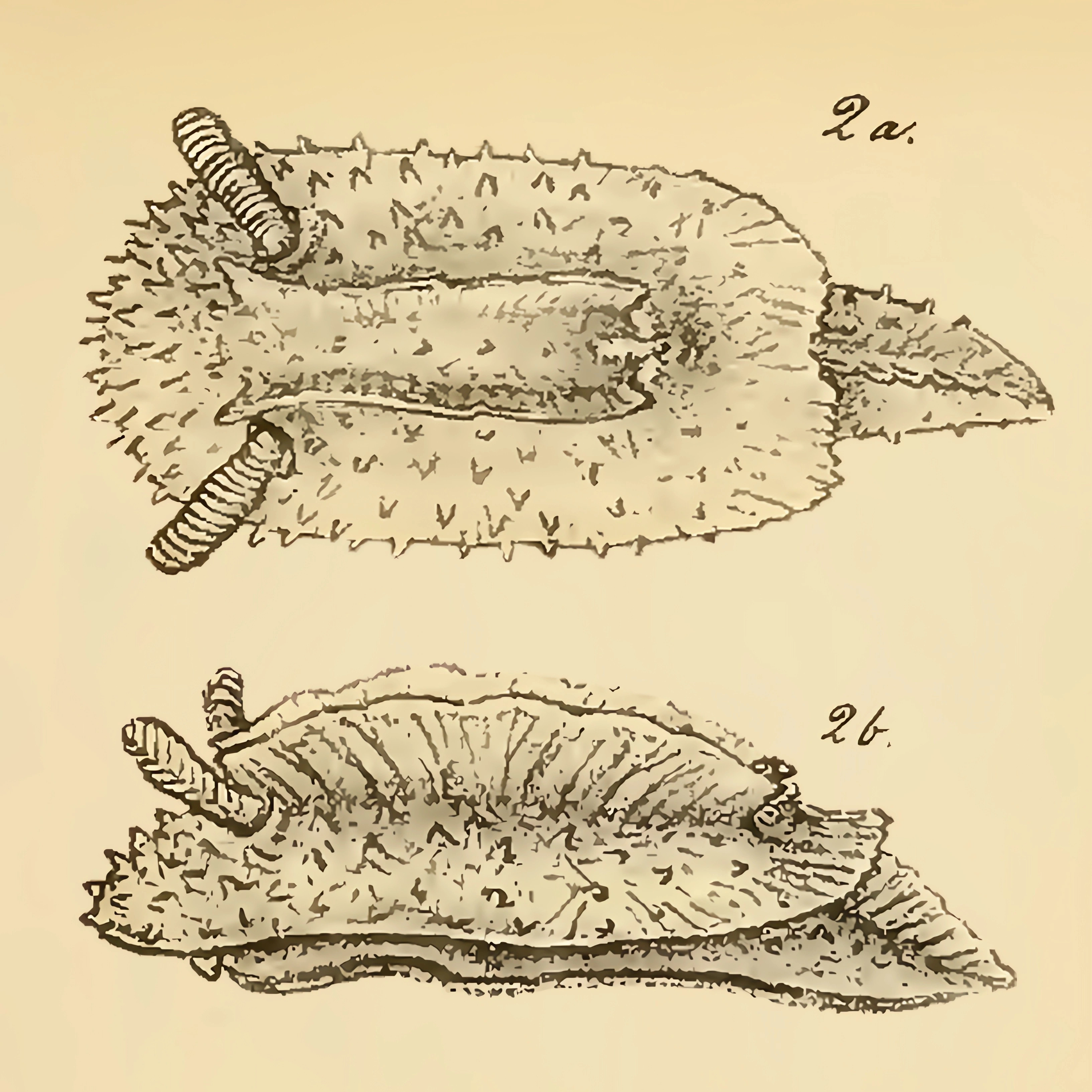 : Doridunculus echinulatus.