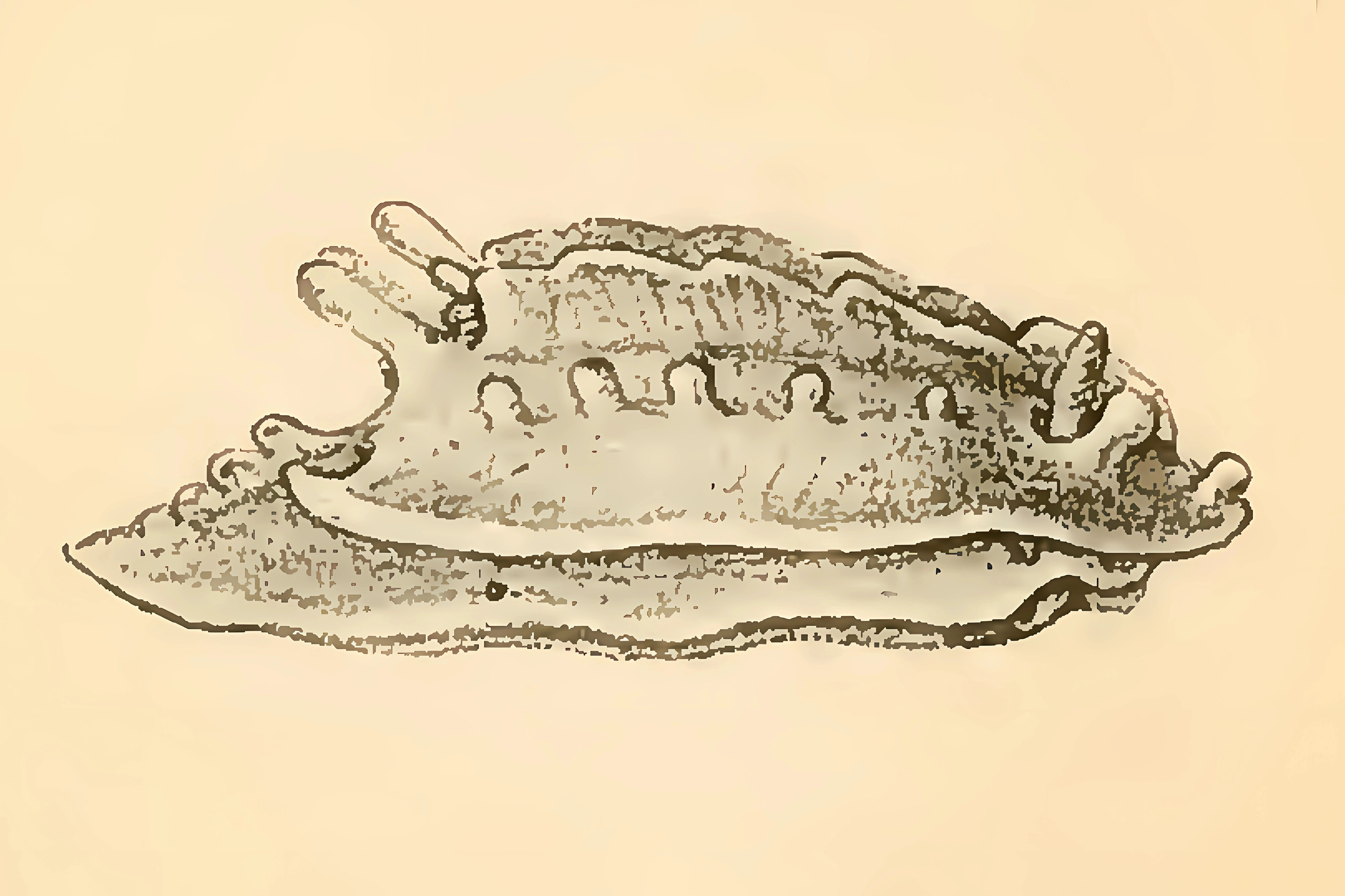 : Aegires incisus.