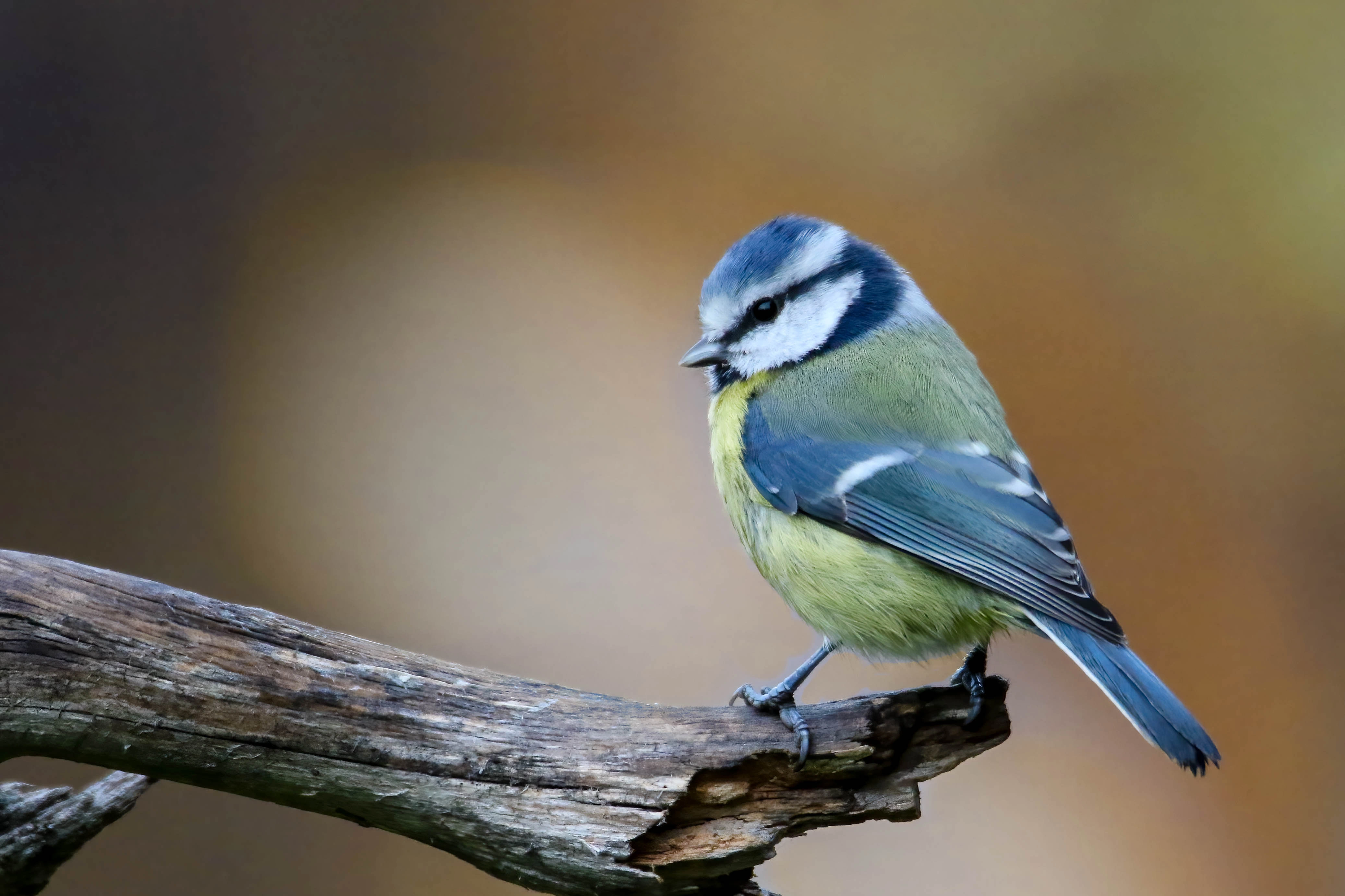 : Cyanistes caeruleus.