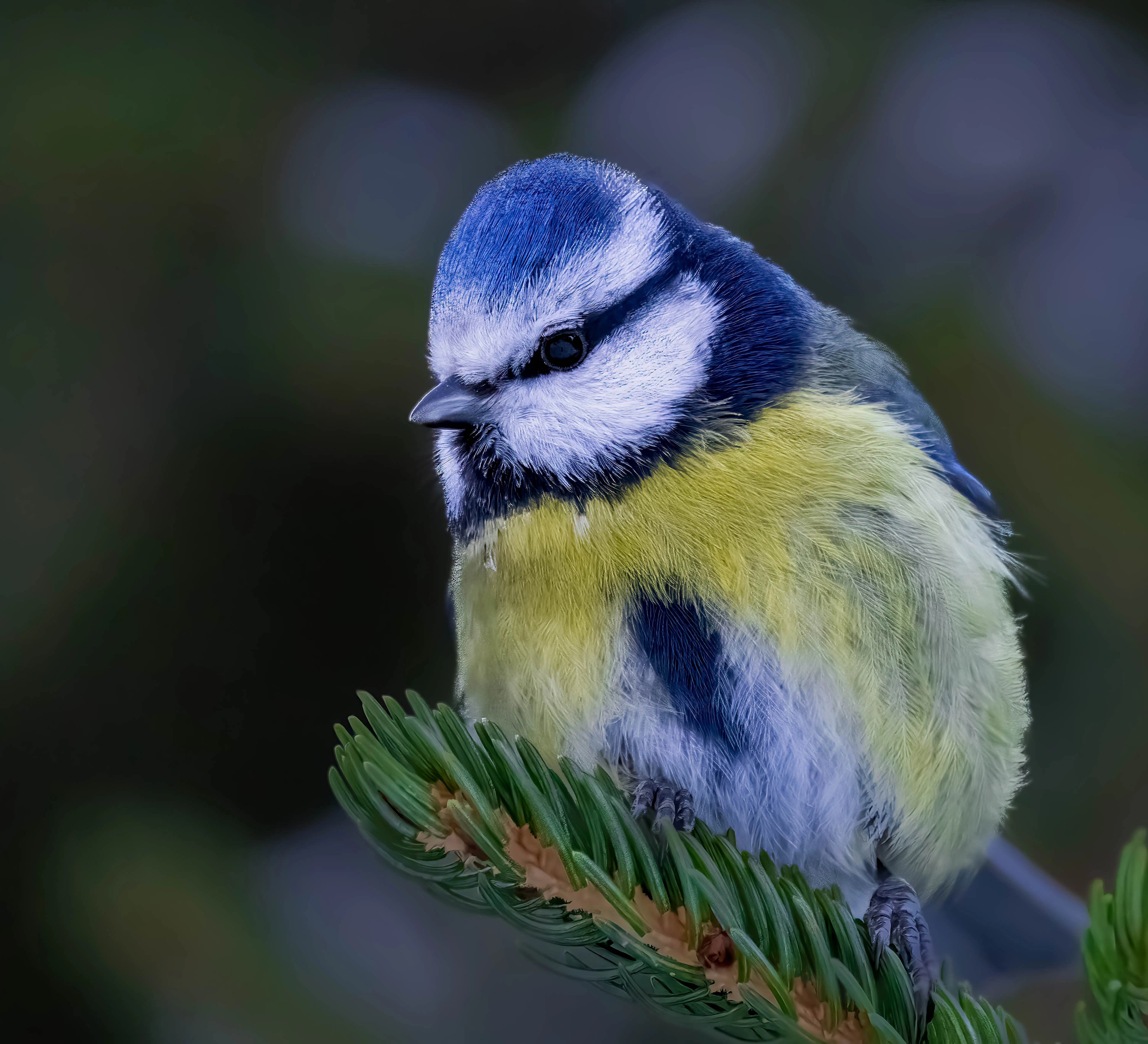 : Cyanistes caeruleus.