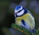 : Cyanistes caeruleus.