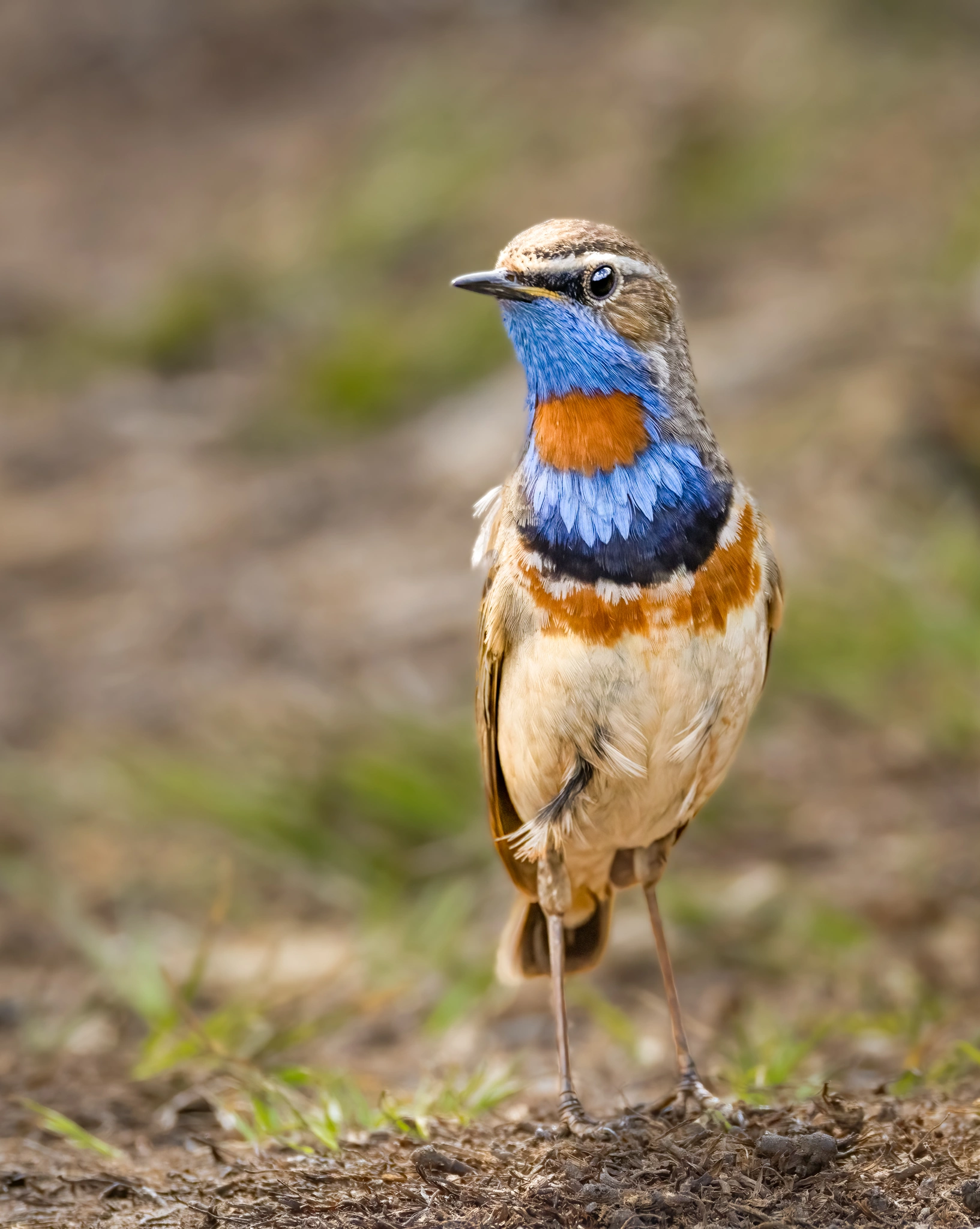 : Luscinia svecica.