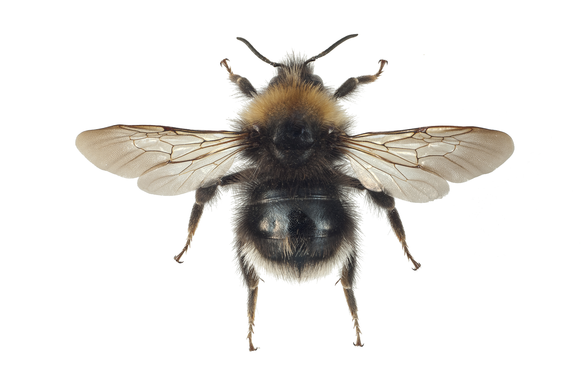 : Bombus sylvestris.