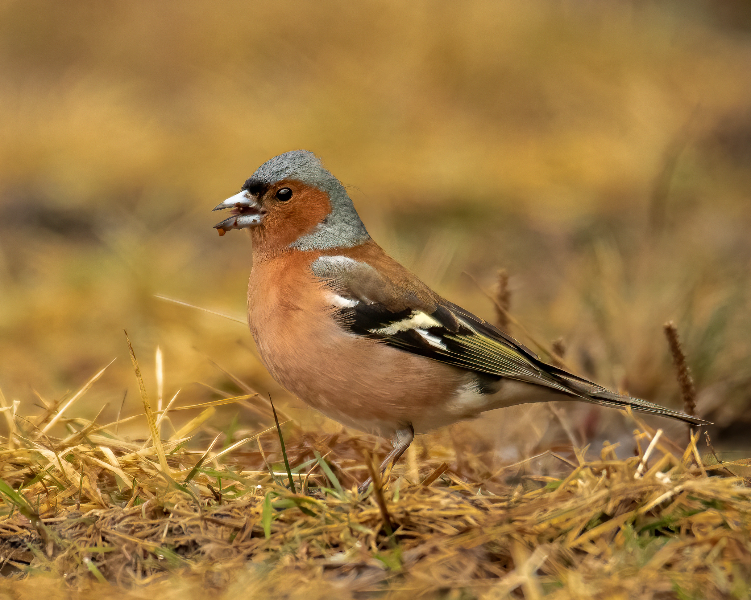 : Fringilla coelebs.