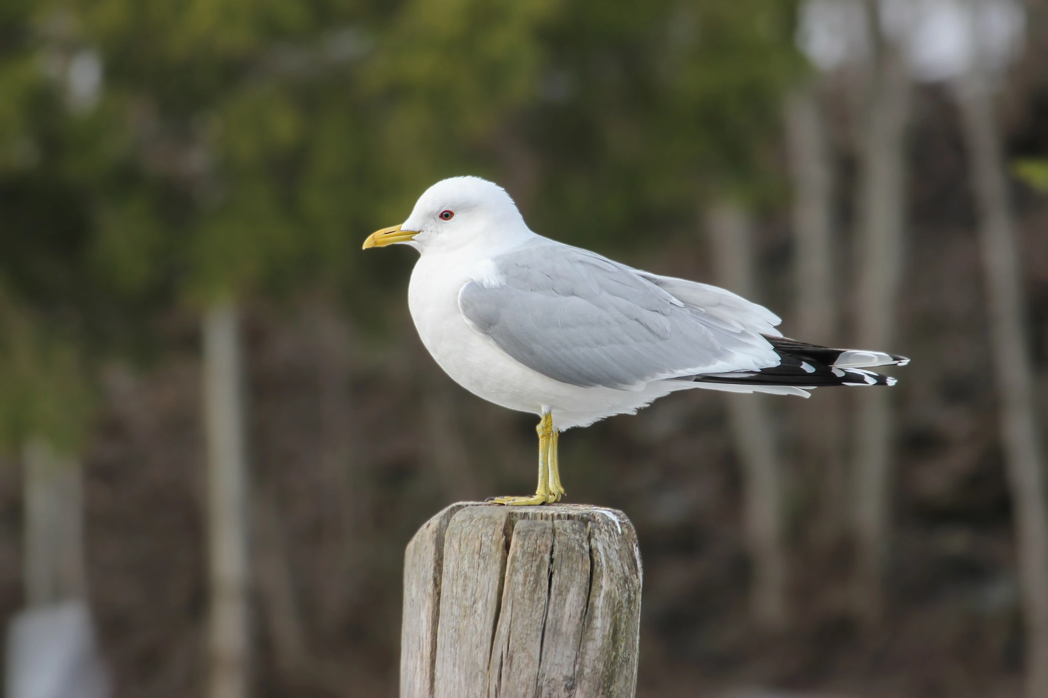 : Larus canus.