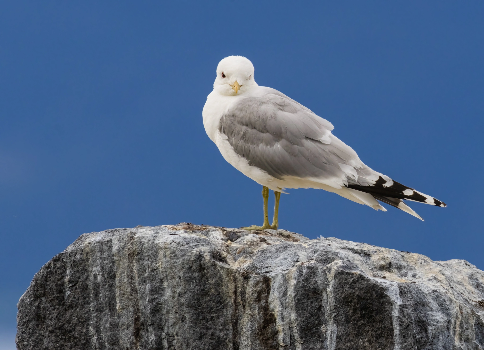 : Larus canus.