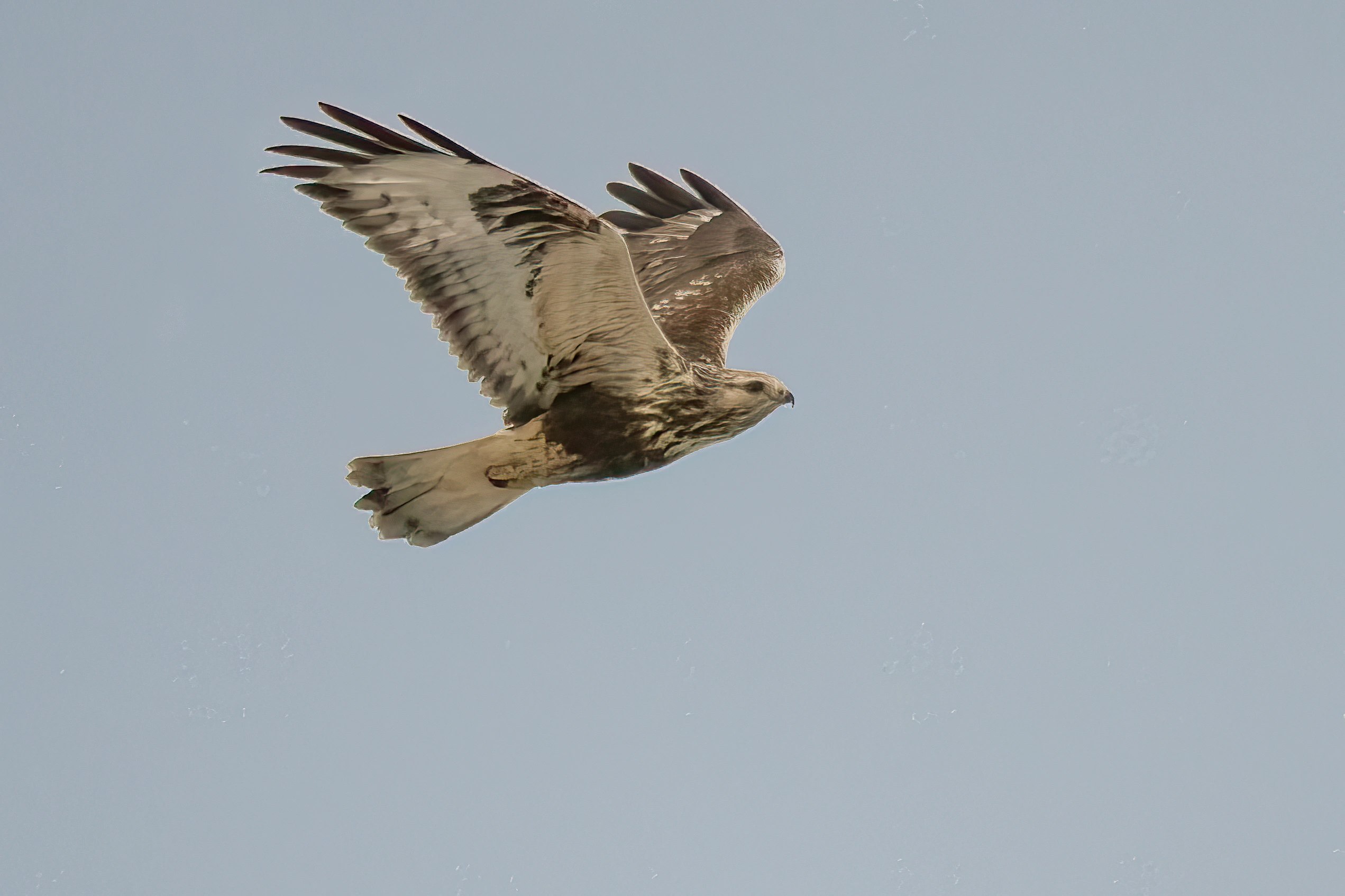 : Buteo lagopus.