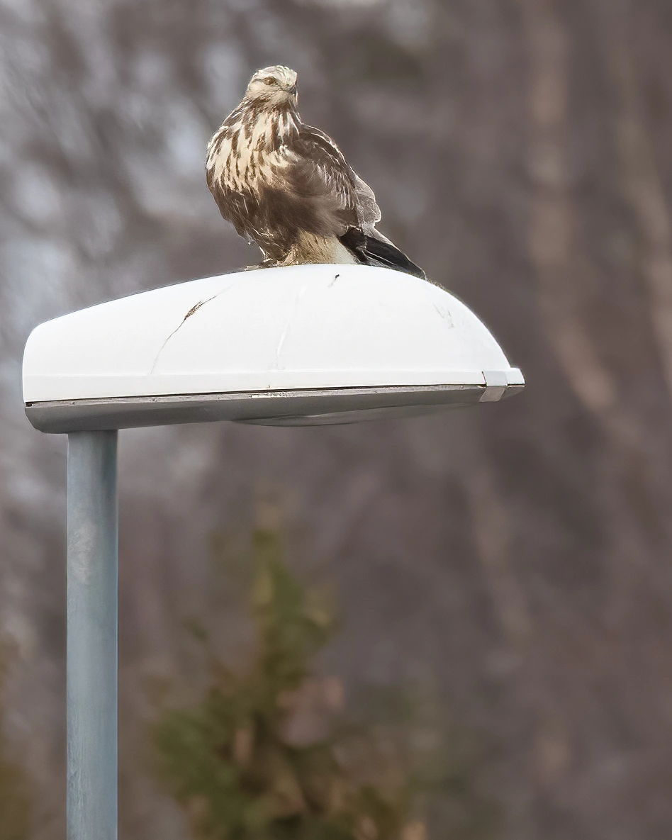 : Buteo lagopus.