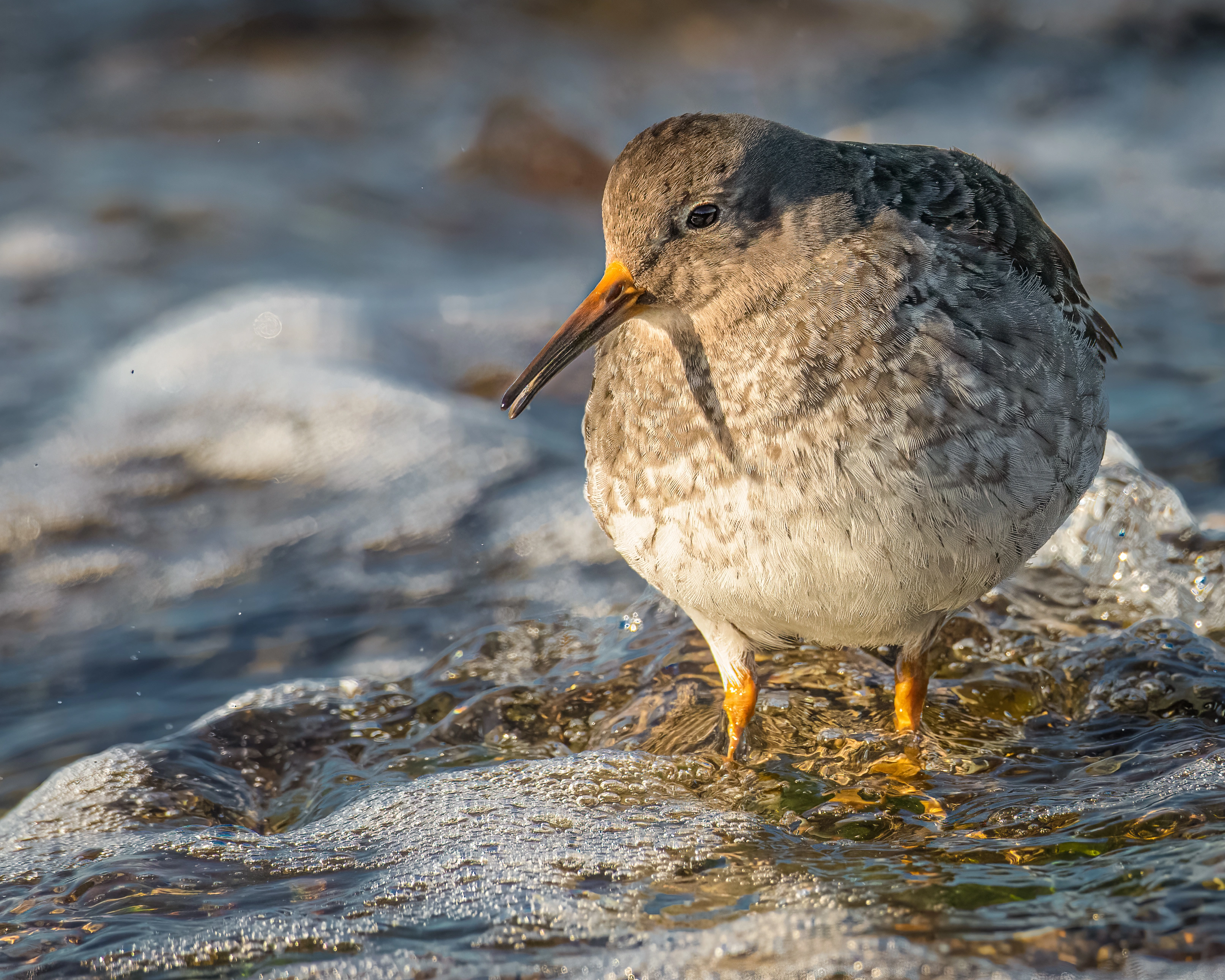 : Calidris maritima.