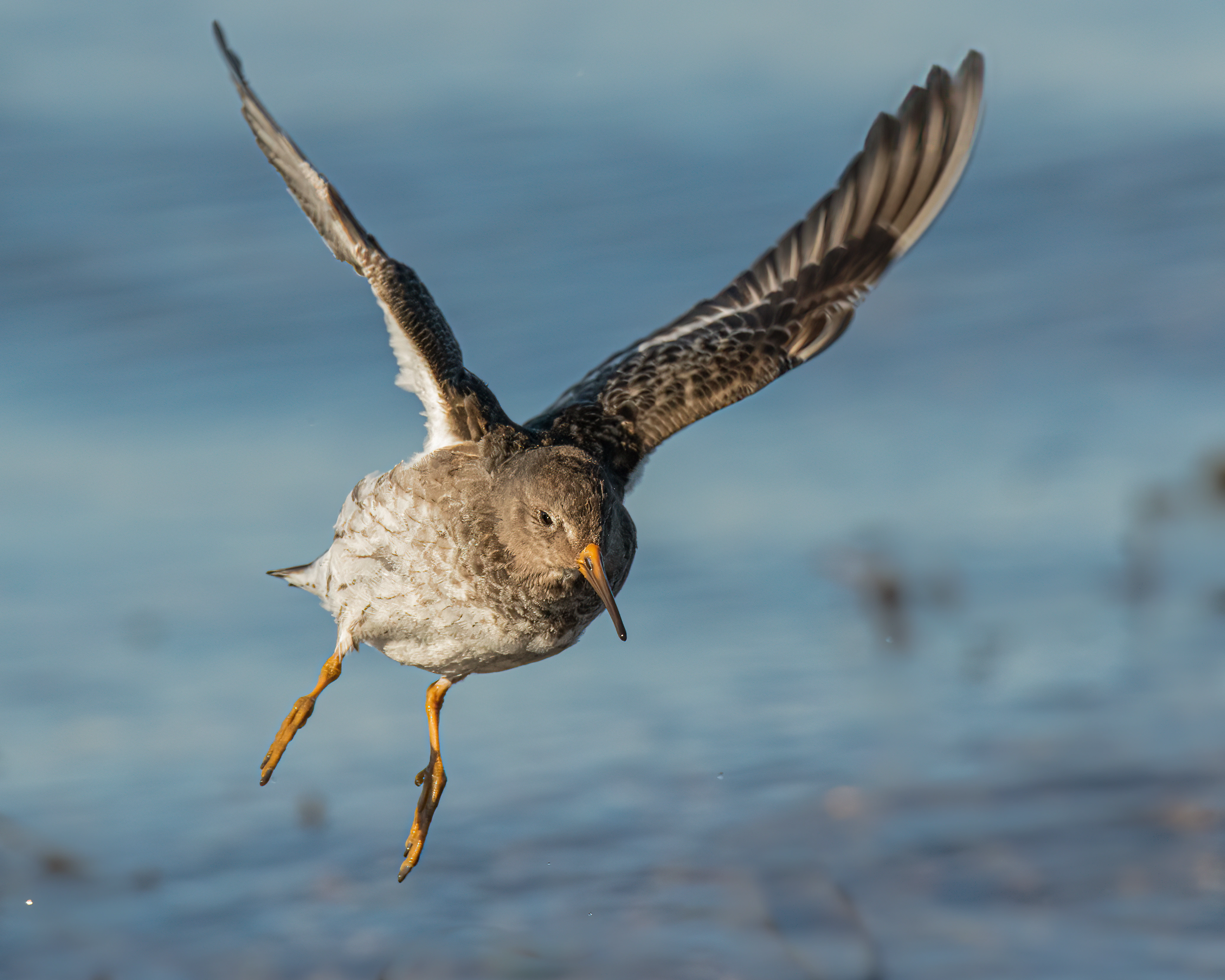 : Calidris maritima.