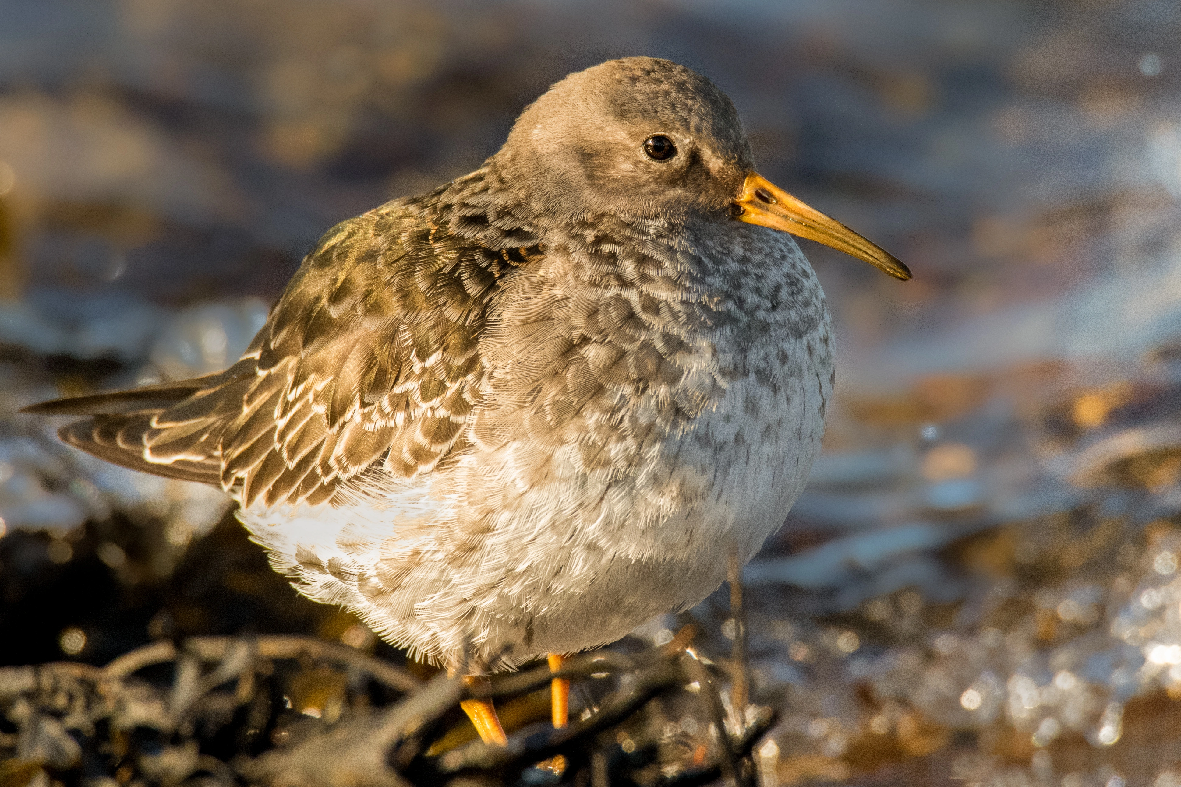 : Calidris maritima.