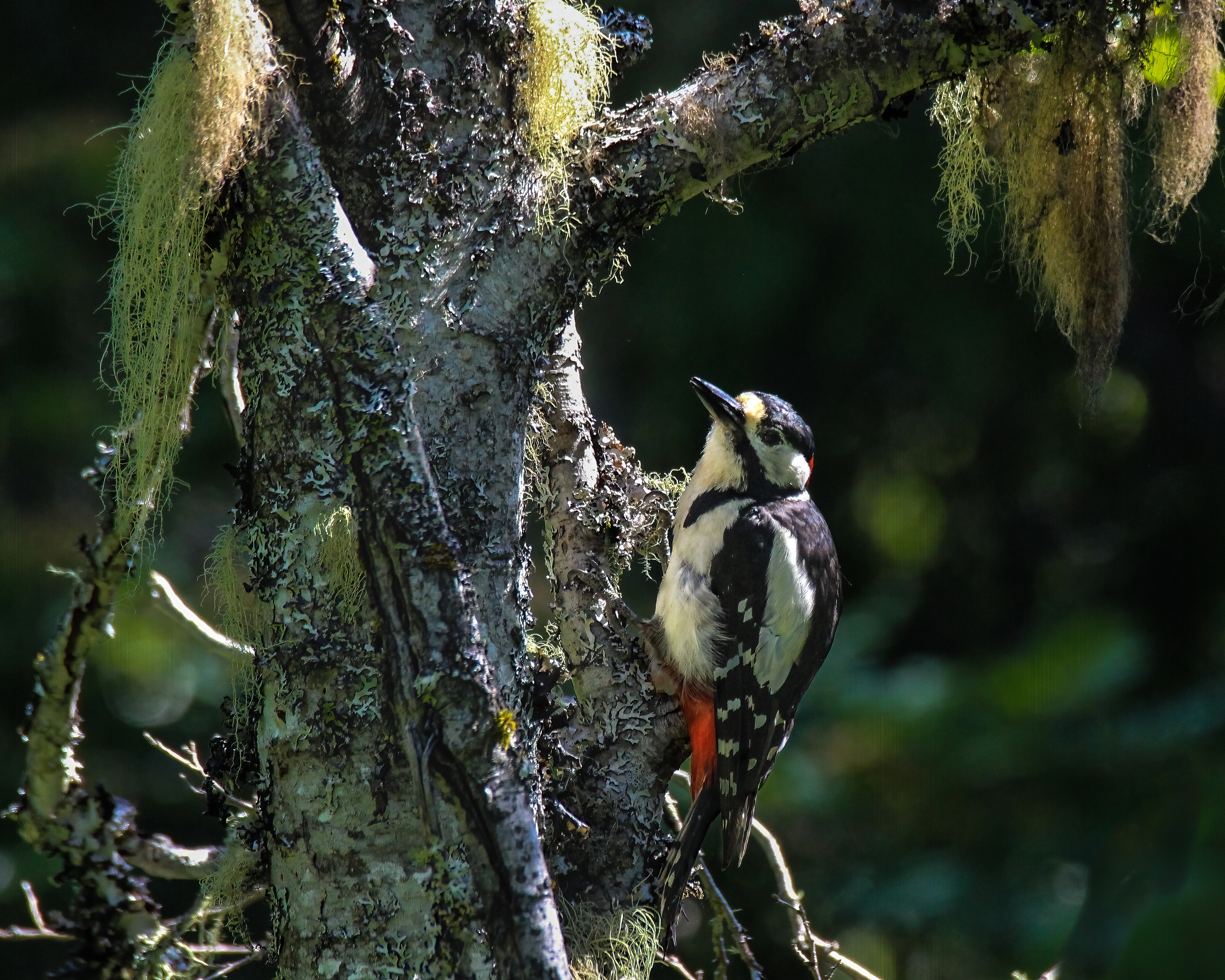 : Dendrocopos major.