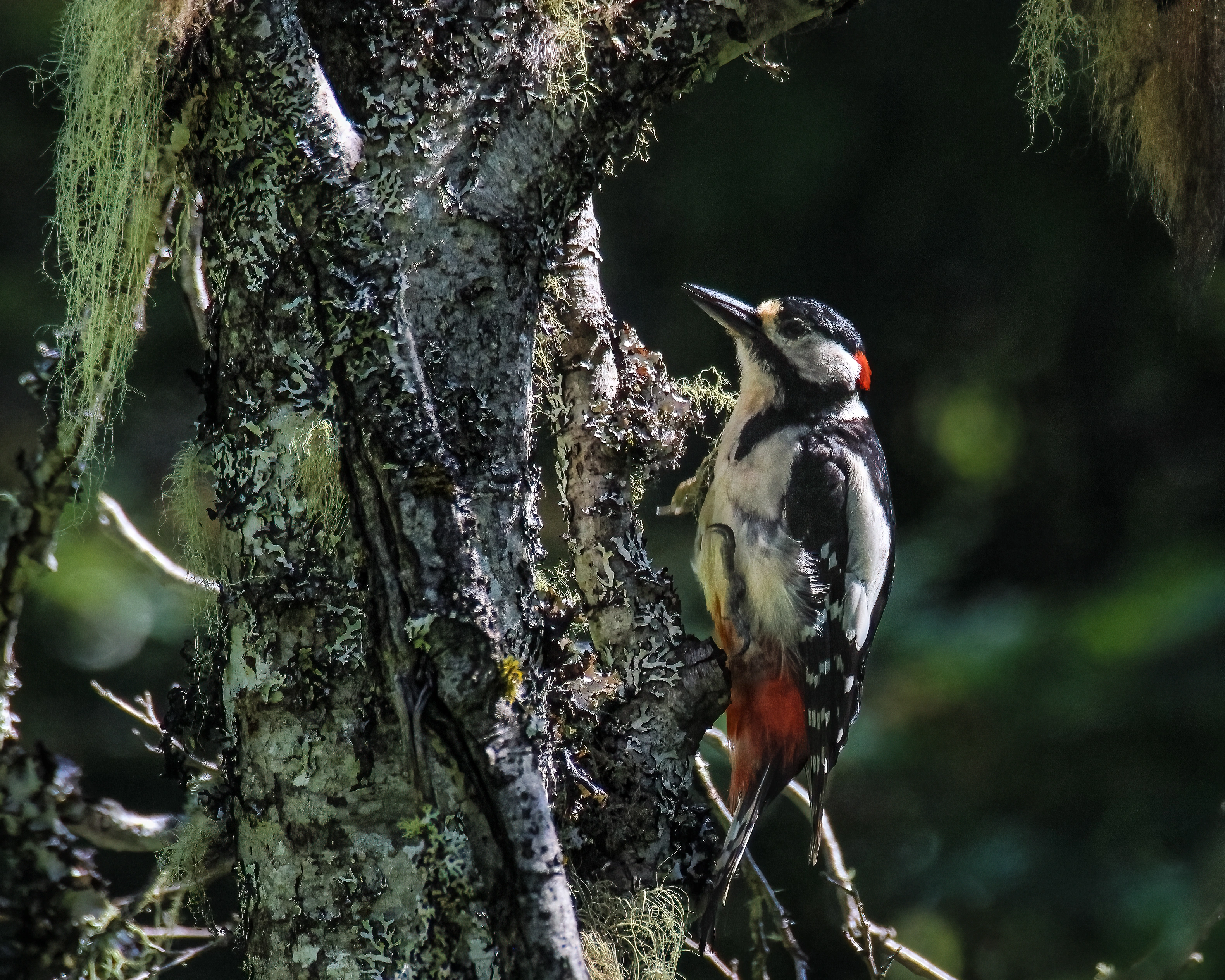 : Dendrocopos major.