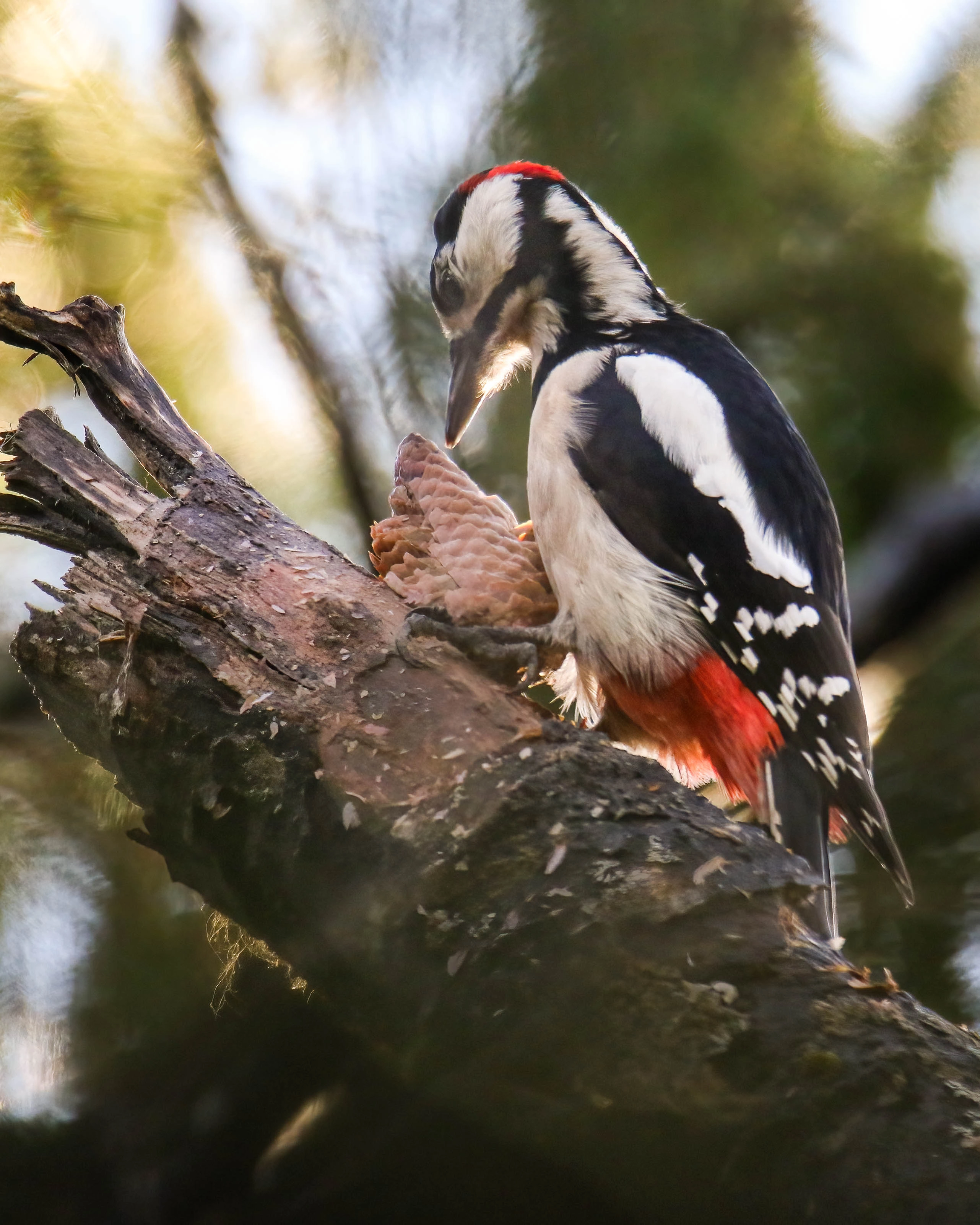 : Dendrocopos major.