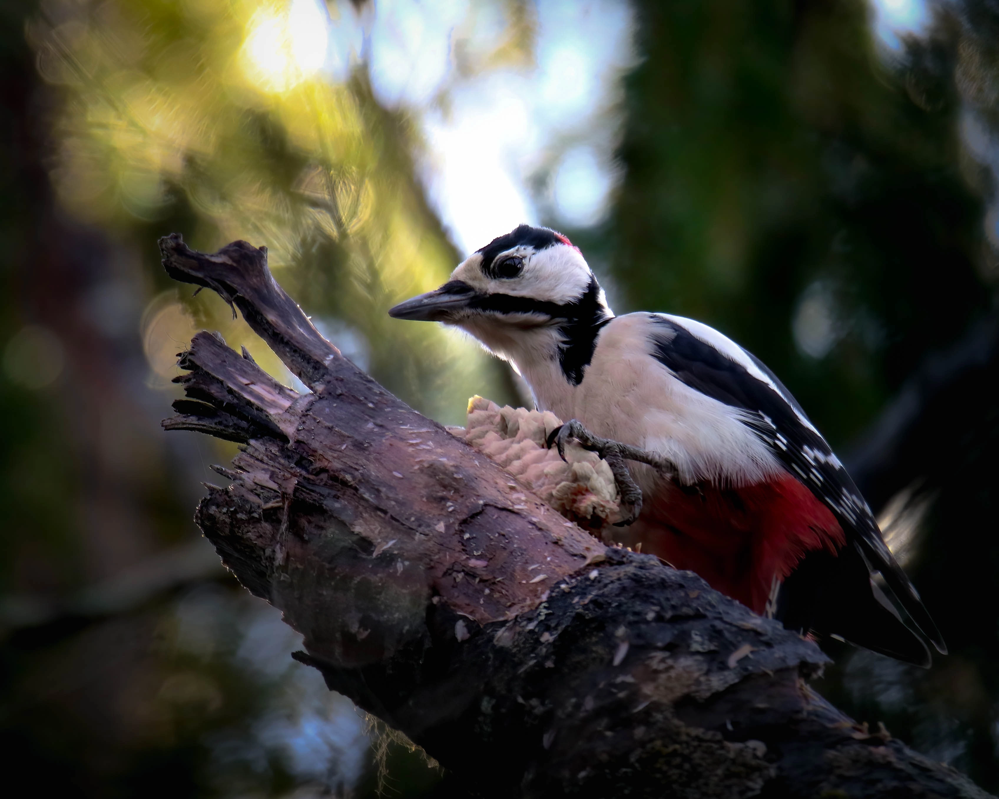 : Dendrocopos major.