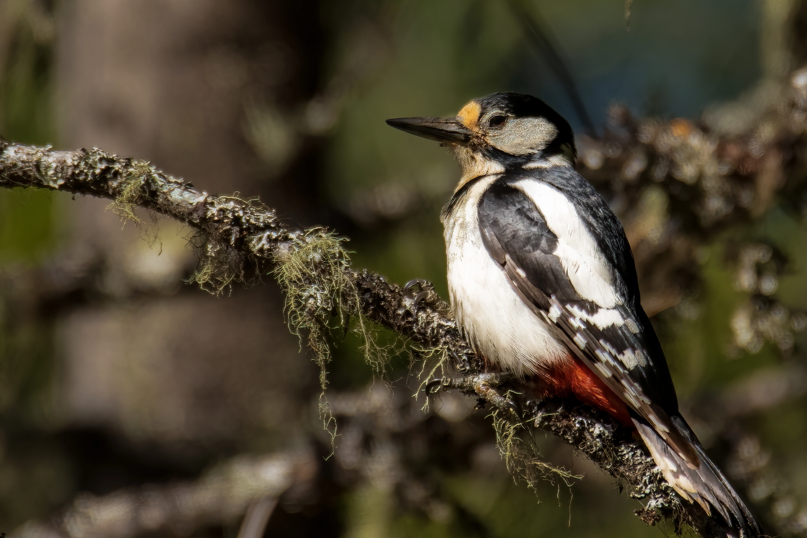 : Dendrocopos major.